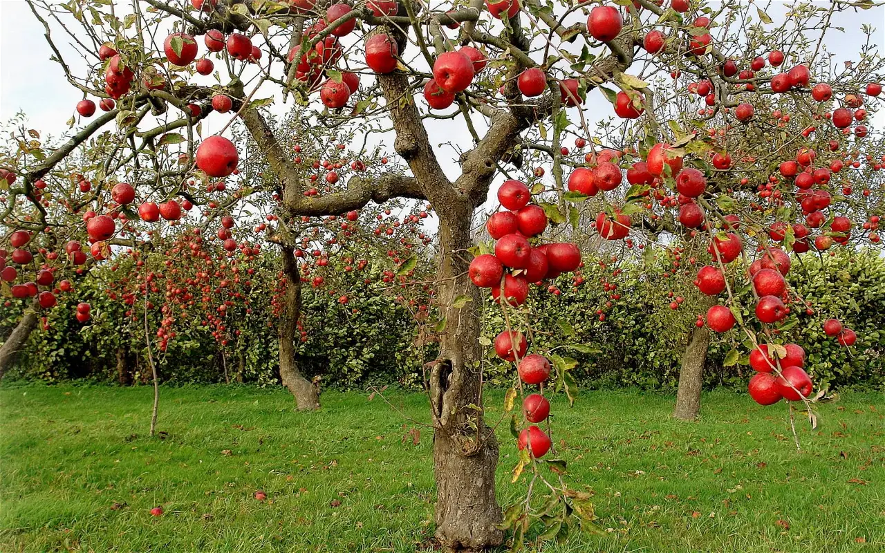 The Apple Story: How a Fruit Became a Way of Life