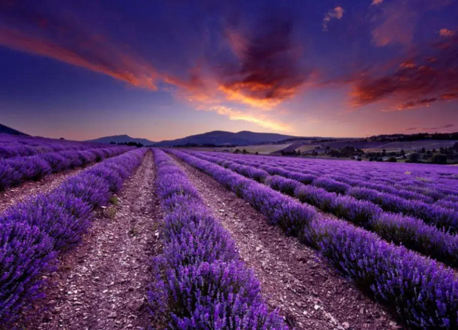 Pampore’s Saffron Fields: A Sea of Purple and Patience