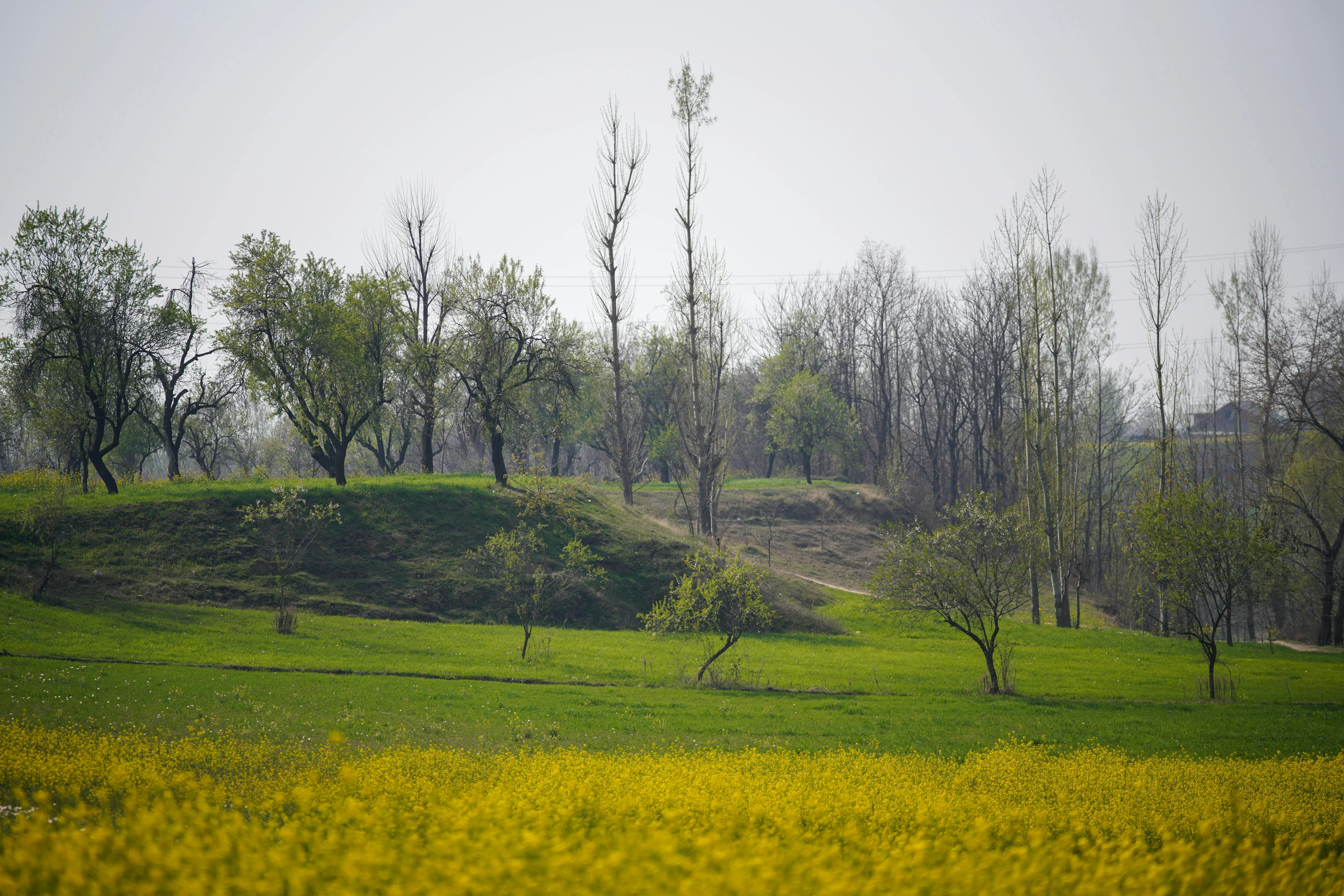Spring in Kashmir